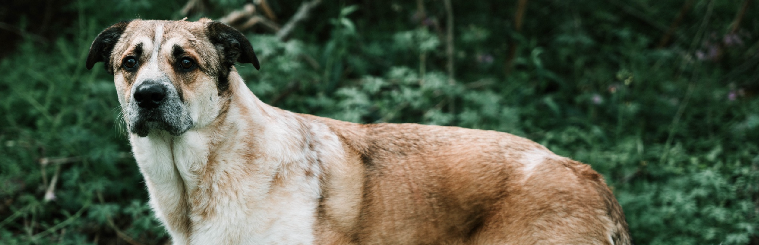 salud de perros rescatados en Panamá